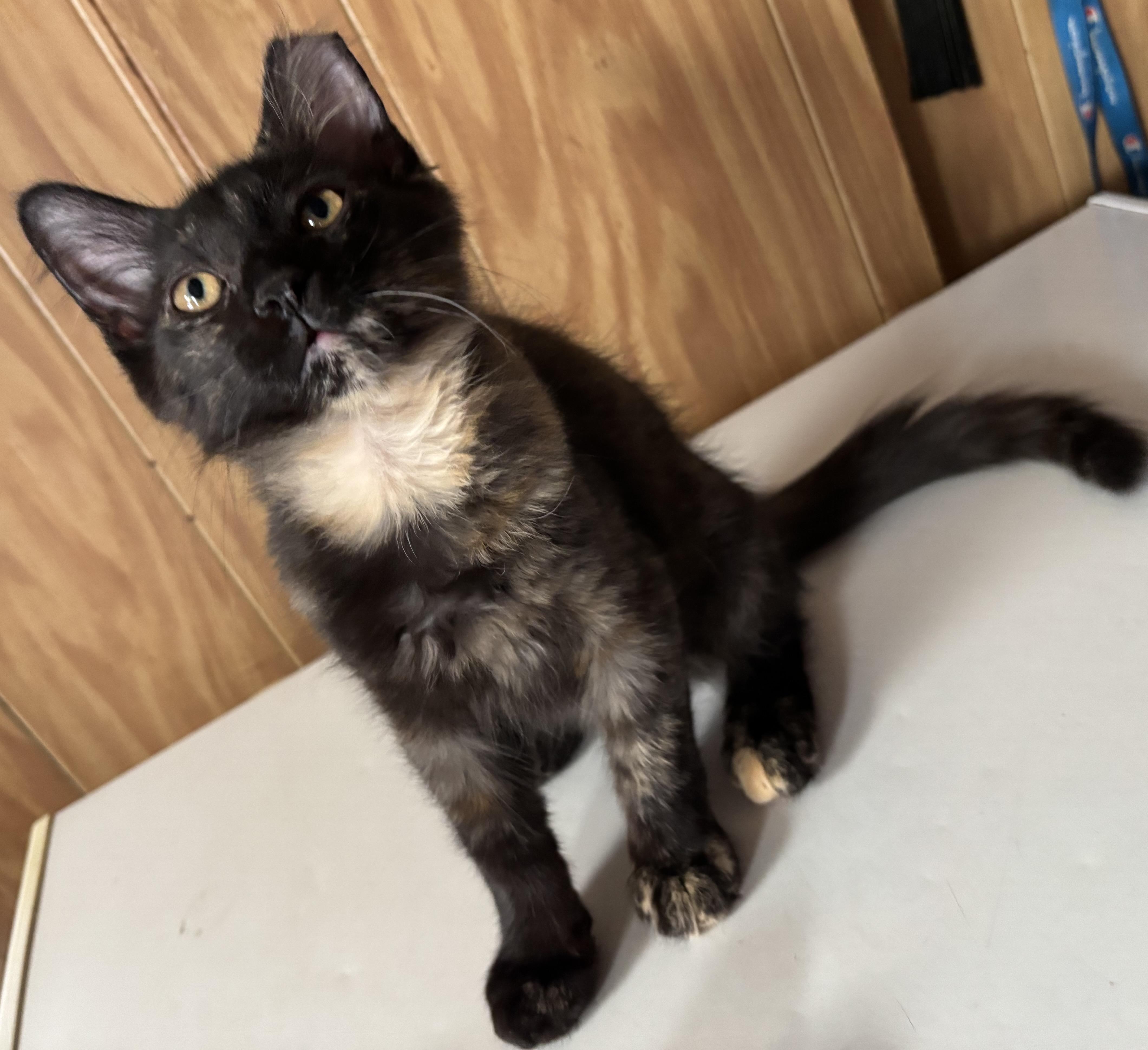 Enlarge Rosie, a ADOPTABLE Tortoiseshell in Independence, OH image 2/3