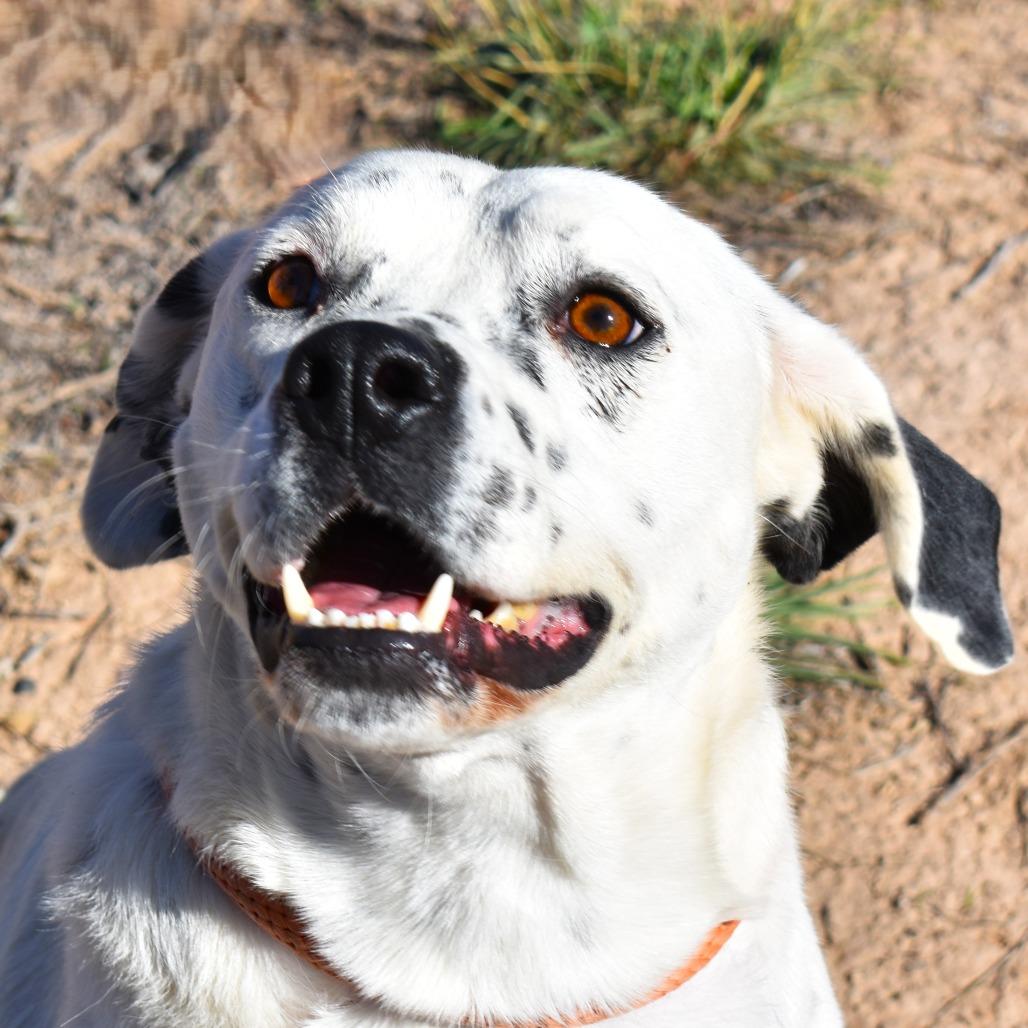 Poncho, a Adoptable mixed breed in Rifle, CO image 1/6