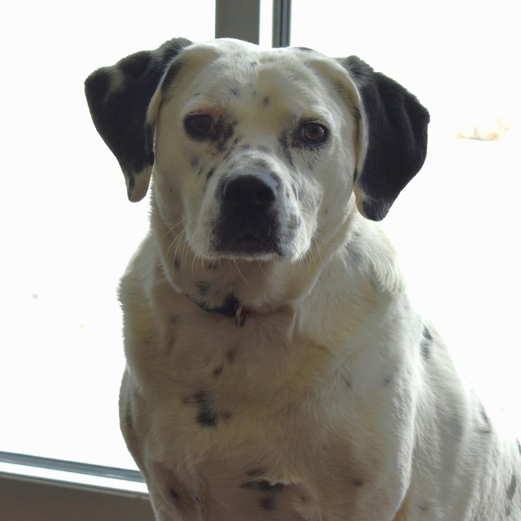 Poncho, a Adoptable mixed breed in Rifle, CO image 3/6