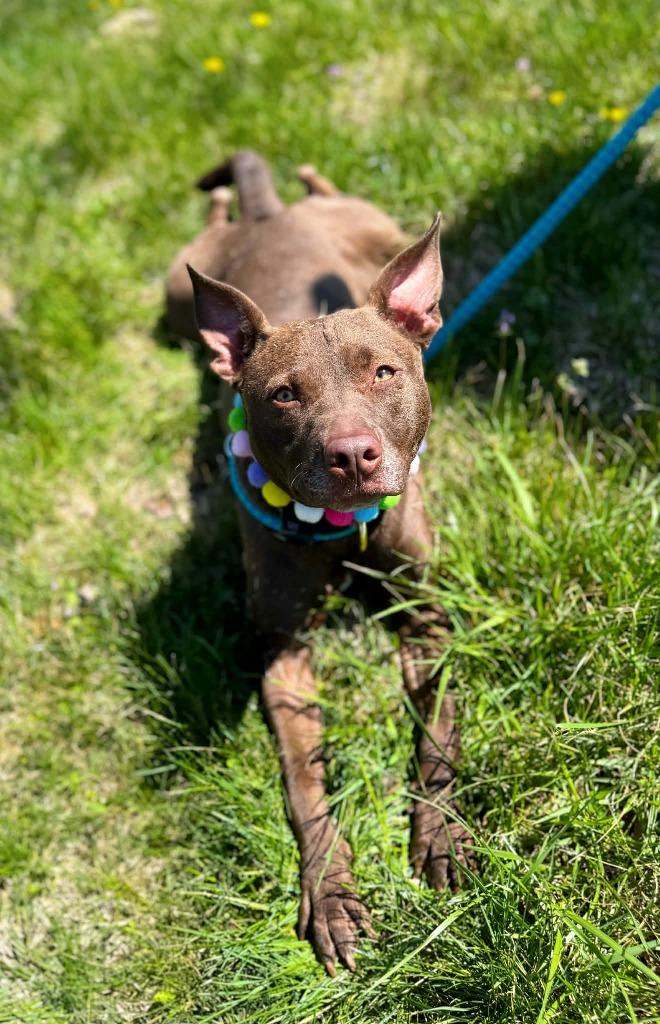 Drew Furrymore, Adoptable, Young Female Pit Bull Terrier.