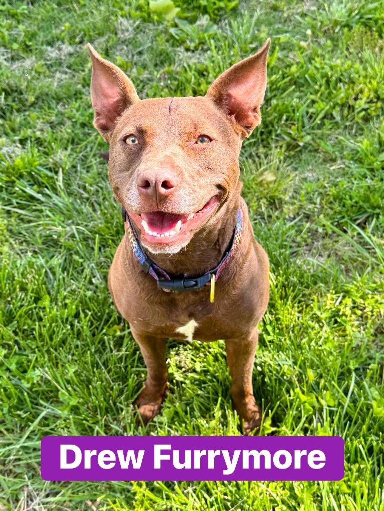 Enlarge Drew Furrymore, a Adoptable mixed breed in Effingham, IL image 2/6