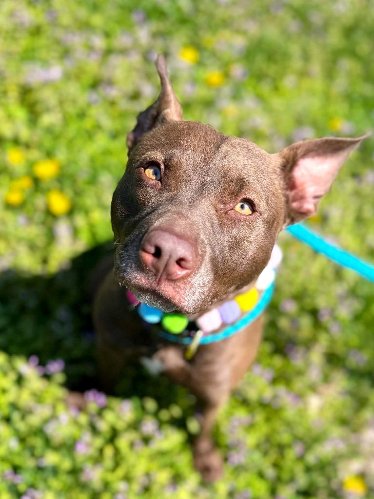 Enlarge Drew Furrymore, a Adoptable mixed breed in Effingham, IL image 3/6