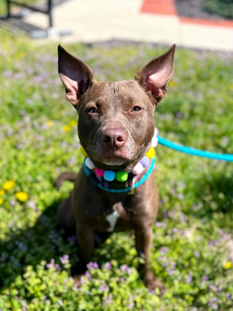 Enlarge Drew Furrymore, a Adoptable mixed breed in Effingham, IL image 4/6