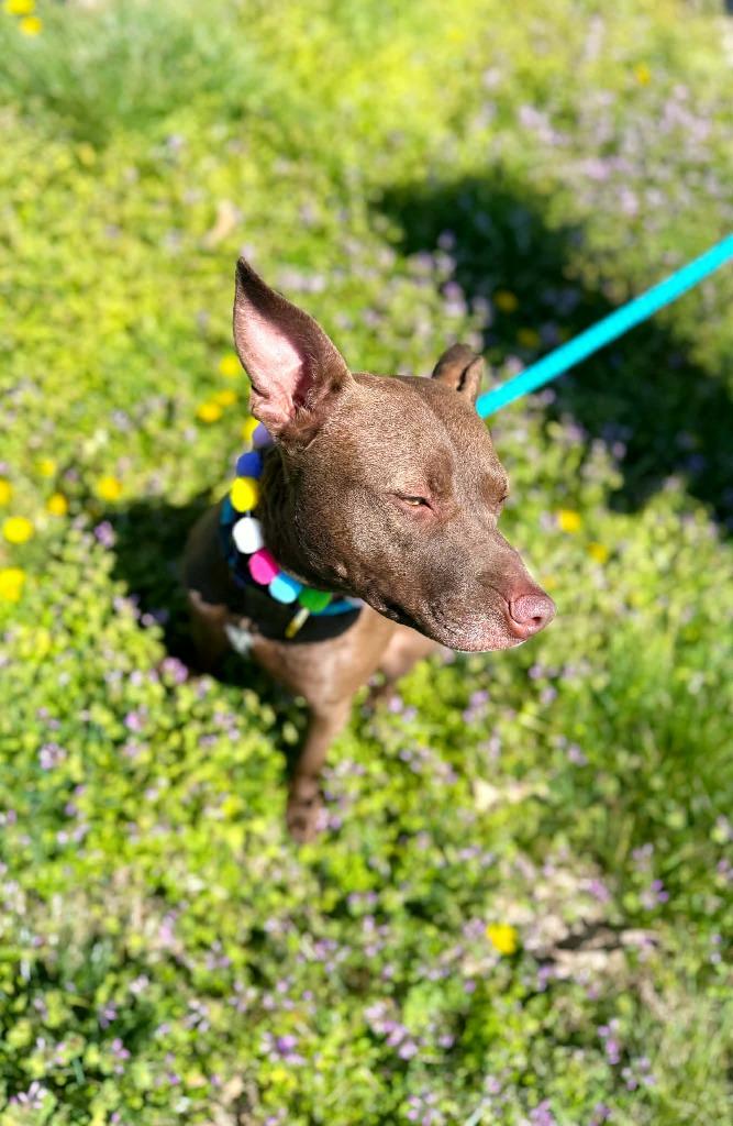 Enlarge Drew Furrymore, a Adoptable mixed breed in Effingham, IL image 5/6
