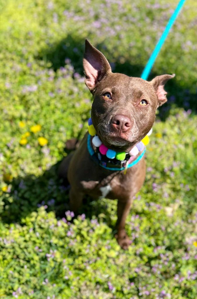 Enlarge Drew Furrymore, a Adoptable mixed breed in Effingham, IL image 6/6