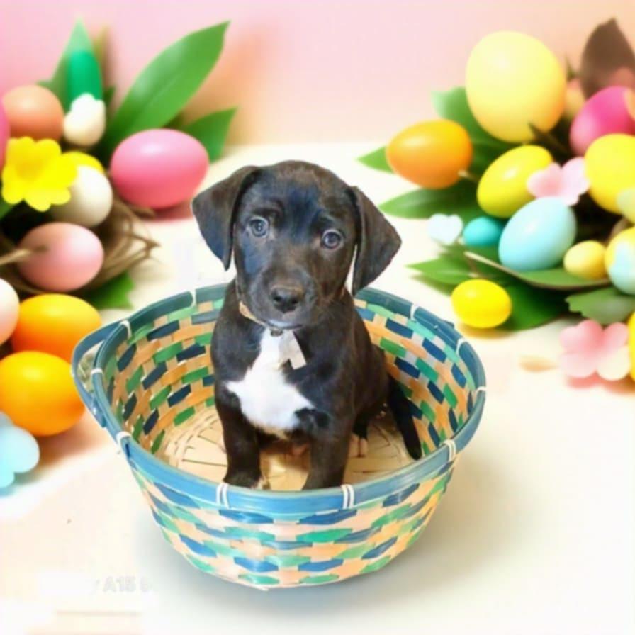 Enlarge Brody, a Adoptable mixed breed in Shawnee, OK image 3/6