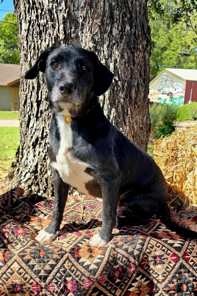 Enlarge Brody, a Adoptable mixed breed in Shawnee, OK image 6/6