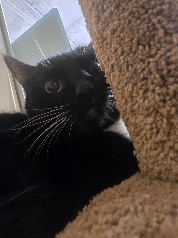 Enlarge Oreo, a Adoptable Domestic Short Hair in Naranjito, PR image 1/6