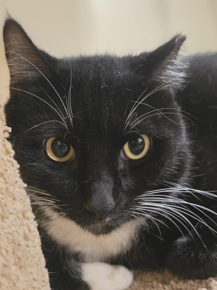 Enlarge Oreo, a Adoptable Domestic Short Hair in Naranjito, PR image 3/6