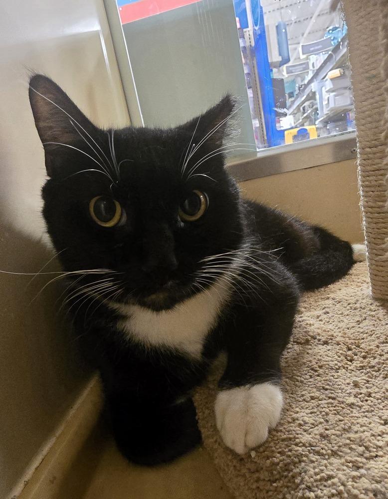 Enlarge Oreo, a Adoptable Domestic Short Hair in Naranjito, PR image 4/6