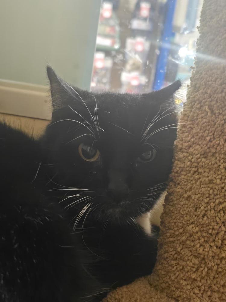 Enlarge Oreo, a Adoptable Domestic Short Hair in Naranjito, PR image 5/6