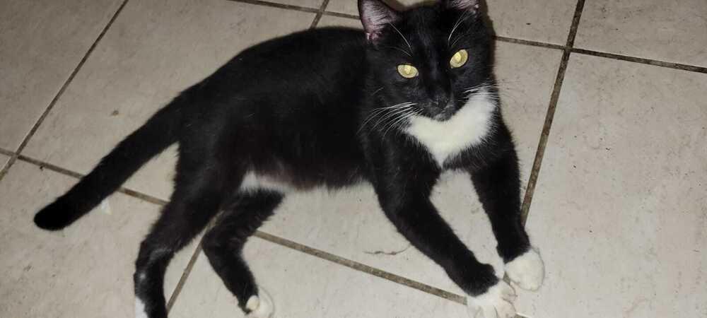 Enlarge Oreo, a Adoptable Domestic Short Hair in Naranjito, PR image 6/6