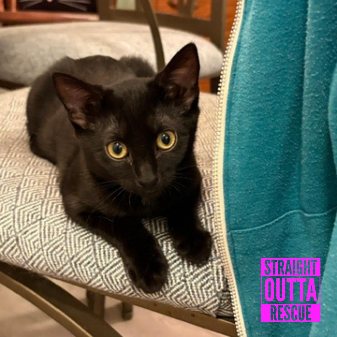 Enlarge Nova, a Adoptable Domestic Short Hair in Vancouver, BC image 3/6