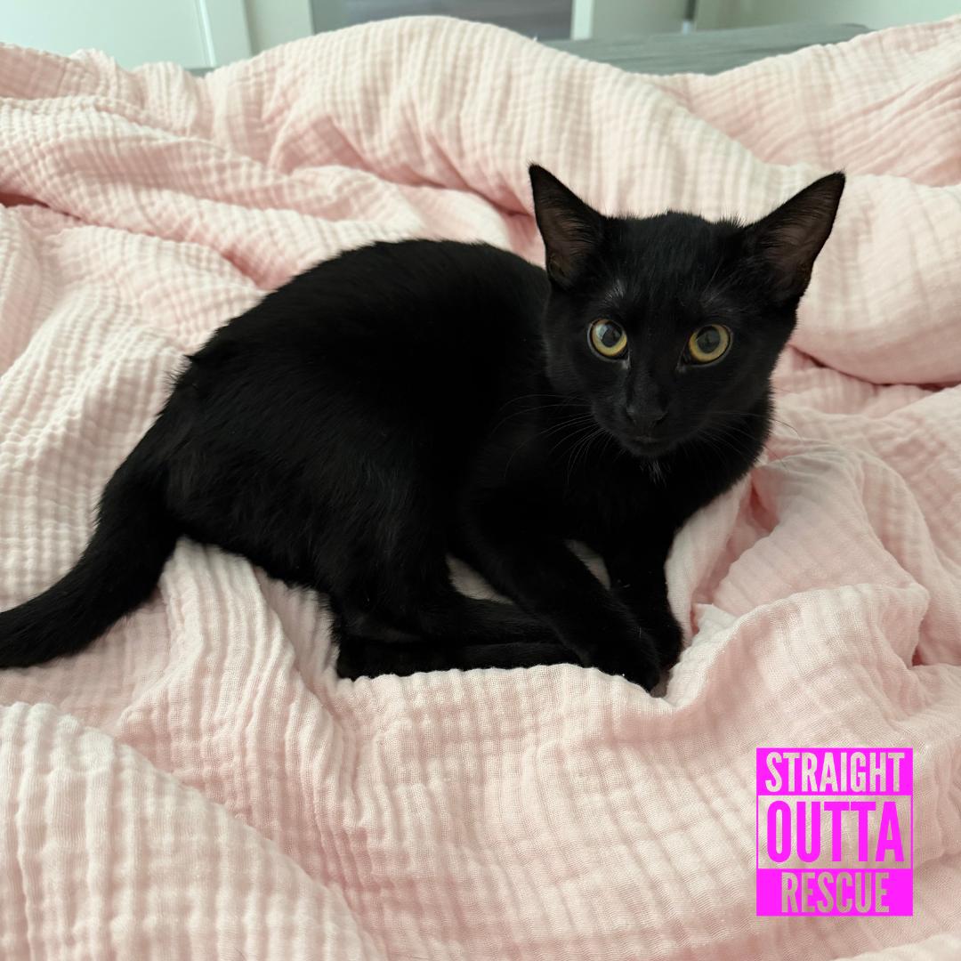 Enlarge Nova, a Adoptable Domestic Short Hair in Vancouver, BC image 4/6