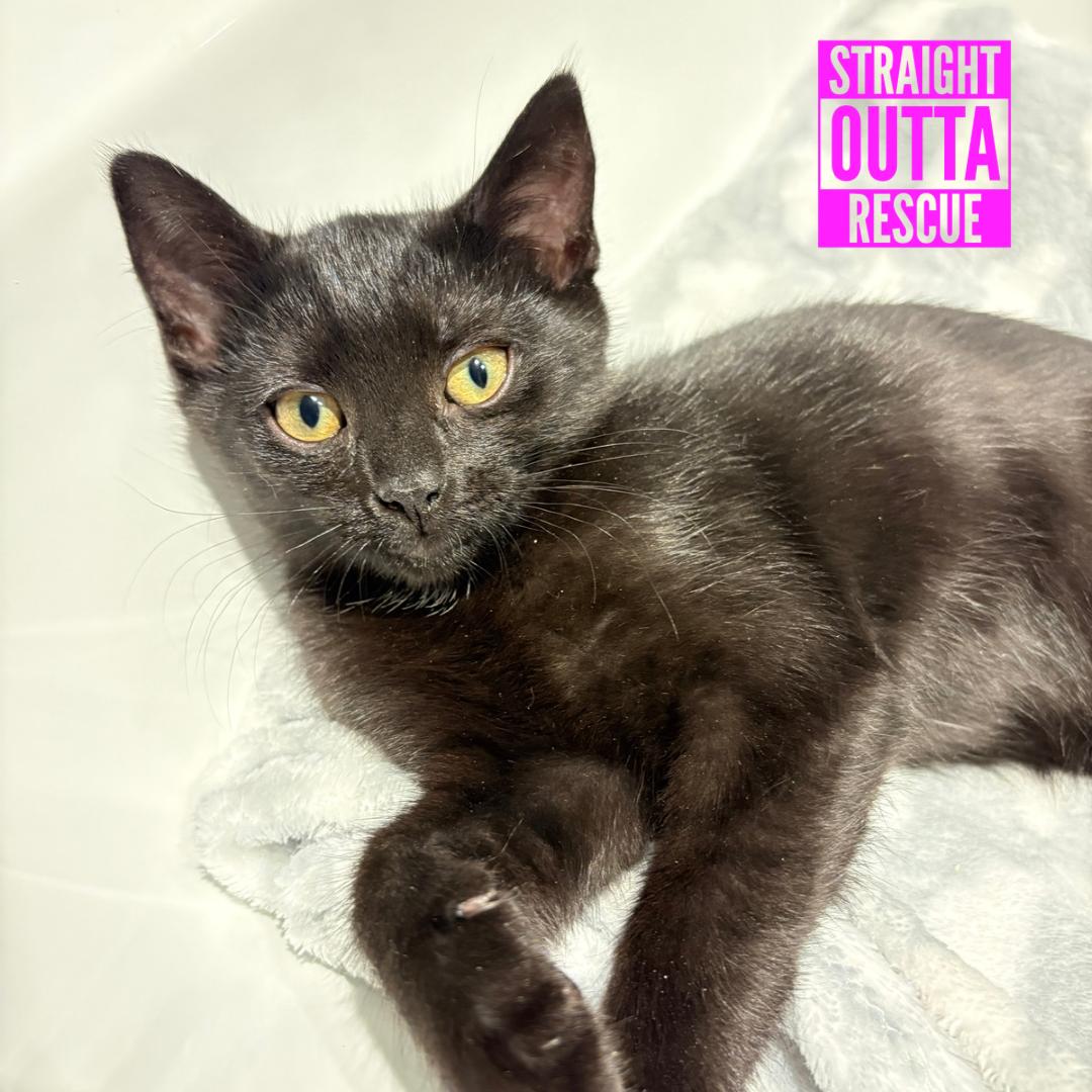 Nova, ADOPTABLE, Kitten Female Domestic Short Hair.