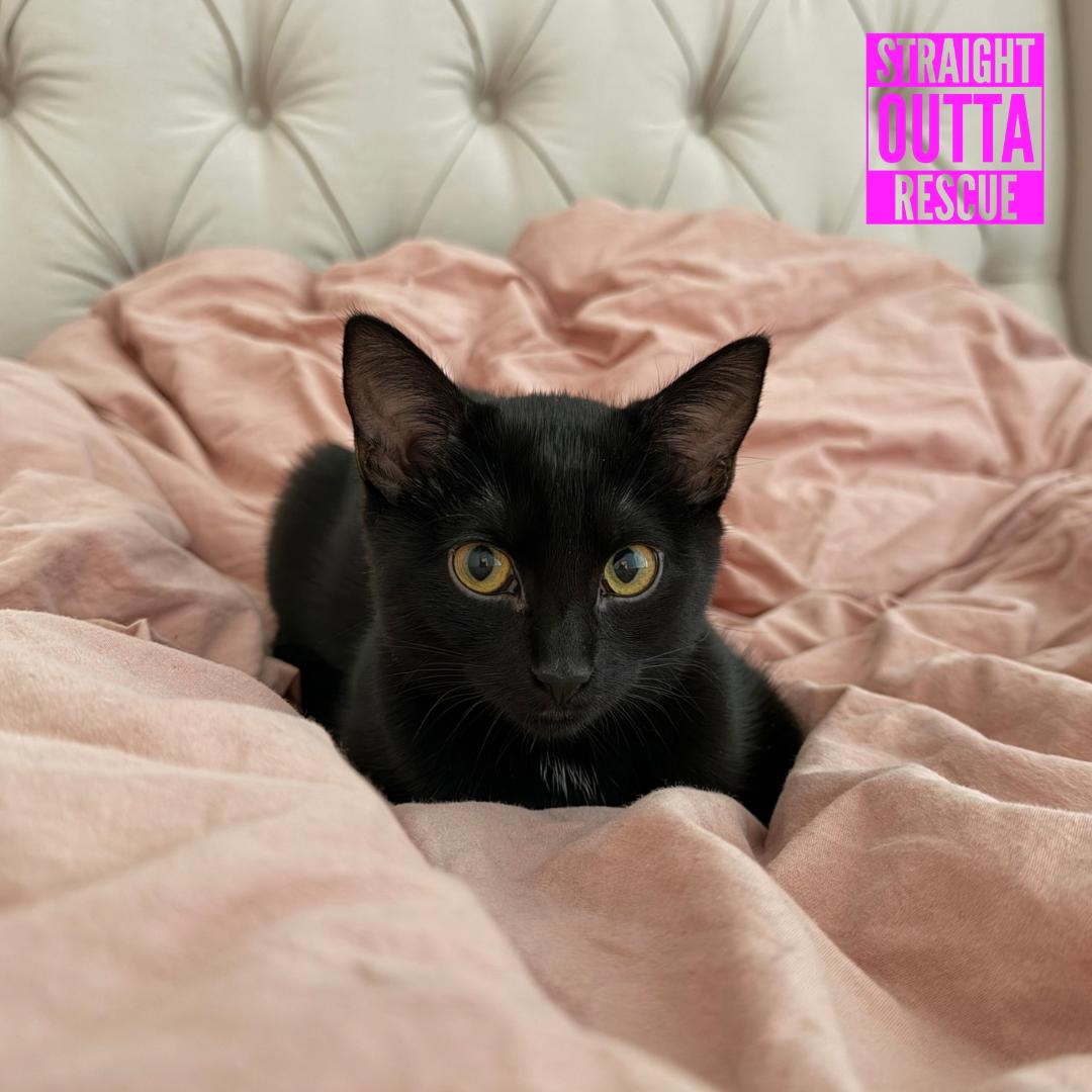 Enlarge Nova, a Adoptable Domestic Short Hair in Vancouver, BC image 2/6