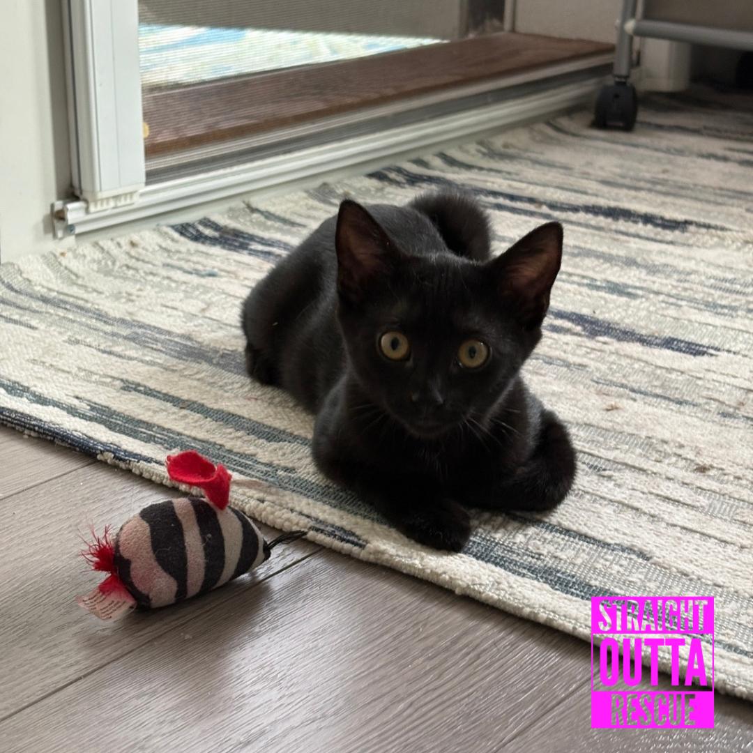 Enlarge Nova, a ADOPTABLE Domestic Short Hair in Vancouver, BC image 2/5