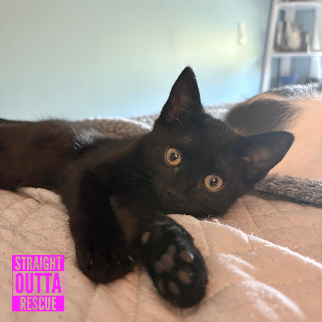 Enlarge Nova, a ADOPTABLE Domestic Short Hair in Vancouver, BC image 3/5