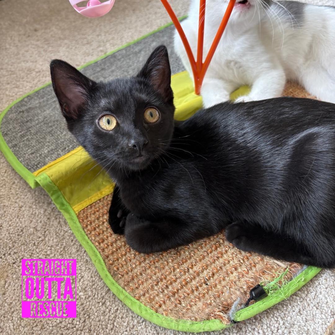 Enlarge Nova, a ADOPTABLE Domestic Short Hair in Vancouver, BC image 4/5
