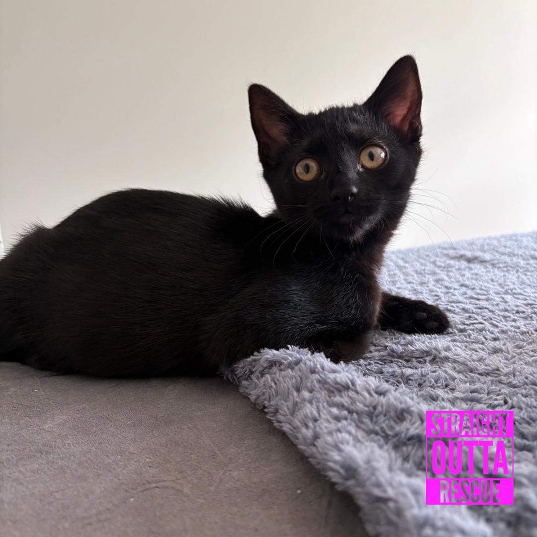 Enlarge Nova, a ADOPTABLE Domestic Short Hair in Vancouver, BC image 5/5
