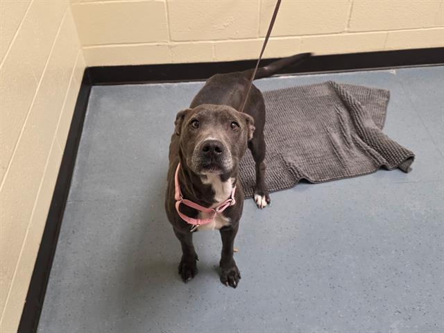 KATANA, Adoptable, Adult Female Labrador Retriever.