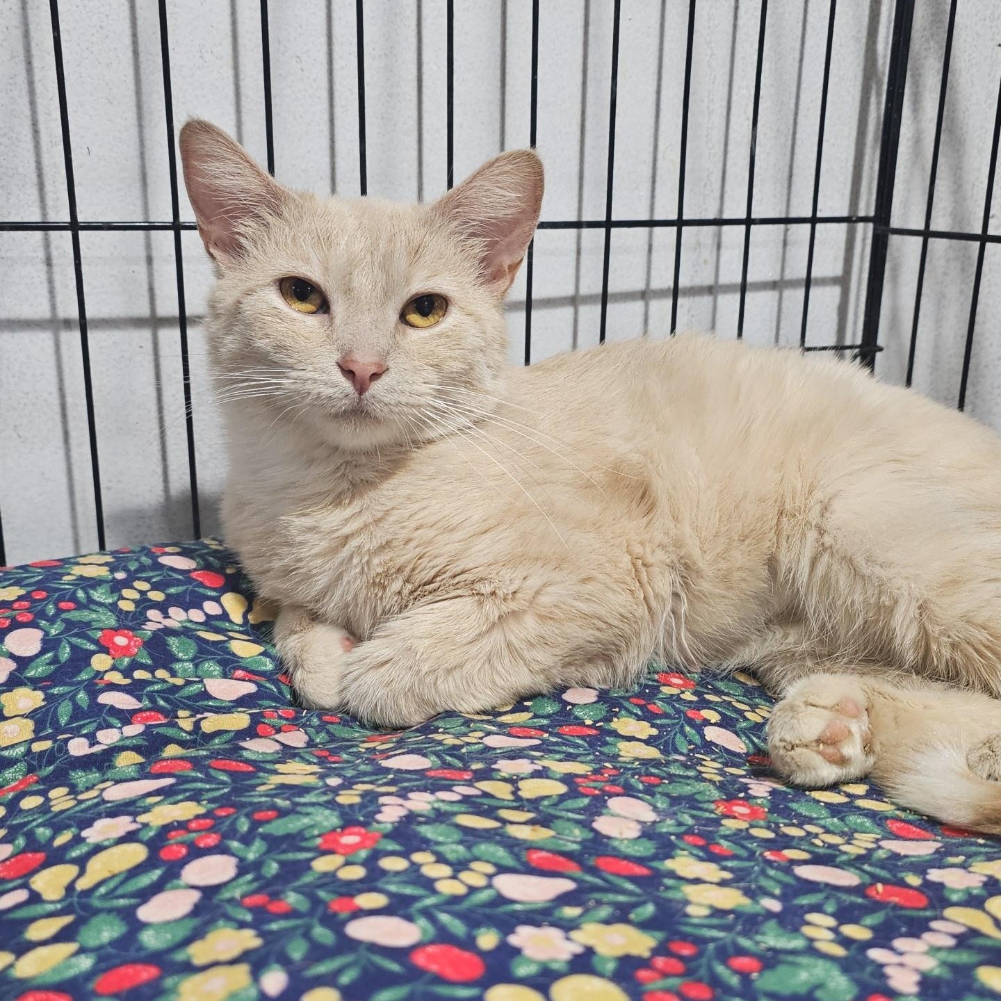 Enlarge Millie, a ADOPTABLE Domestic Short Hair in Pardeeville, WI image 3/3