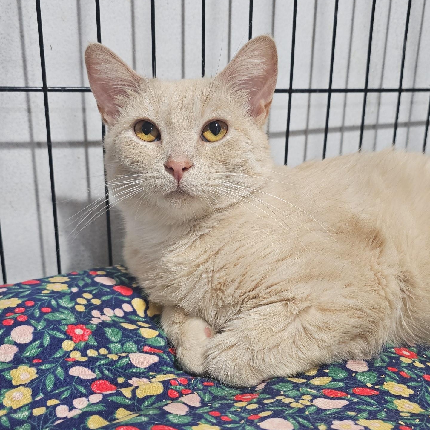 Millie, ADOPTABLE, Young Female Domestic Short Hair.