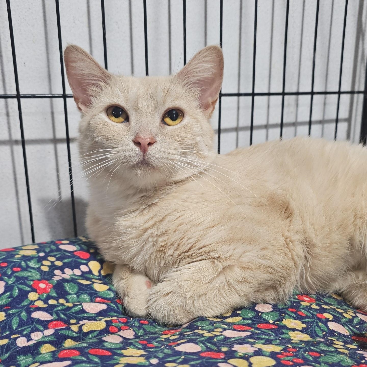 Enlarge Millie, a ADOPTABLE Domestic Short Hair in Pardeeville, WI image 2/3