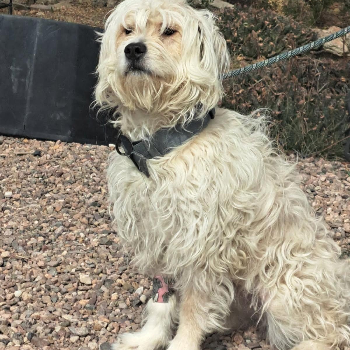 Enlarge Valentina, a ADOPTABLE mixed breed in Tucson, AZ image 1/1