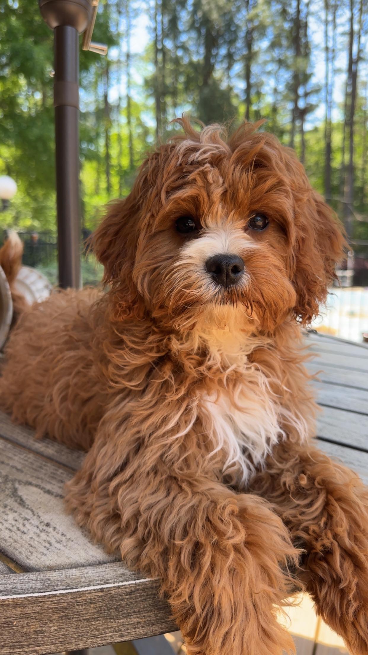 Poppi, adopted, Puppy Female Cavalier King Charles Spaniel & Miniature Poodle.