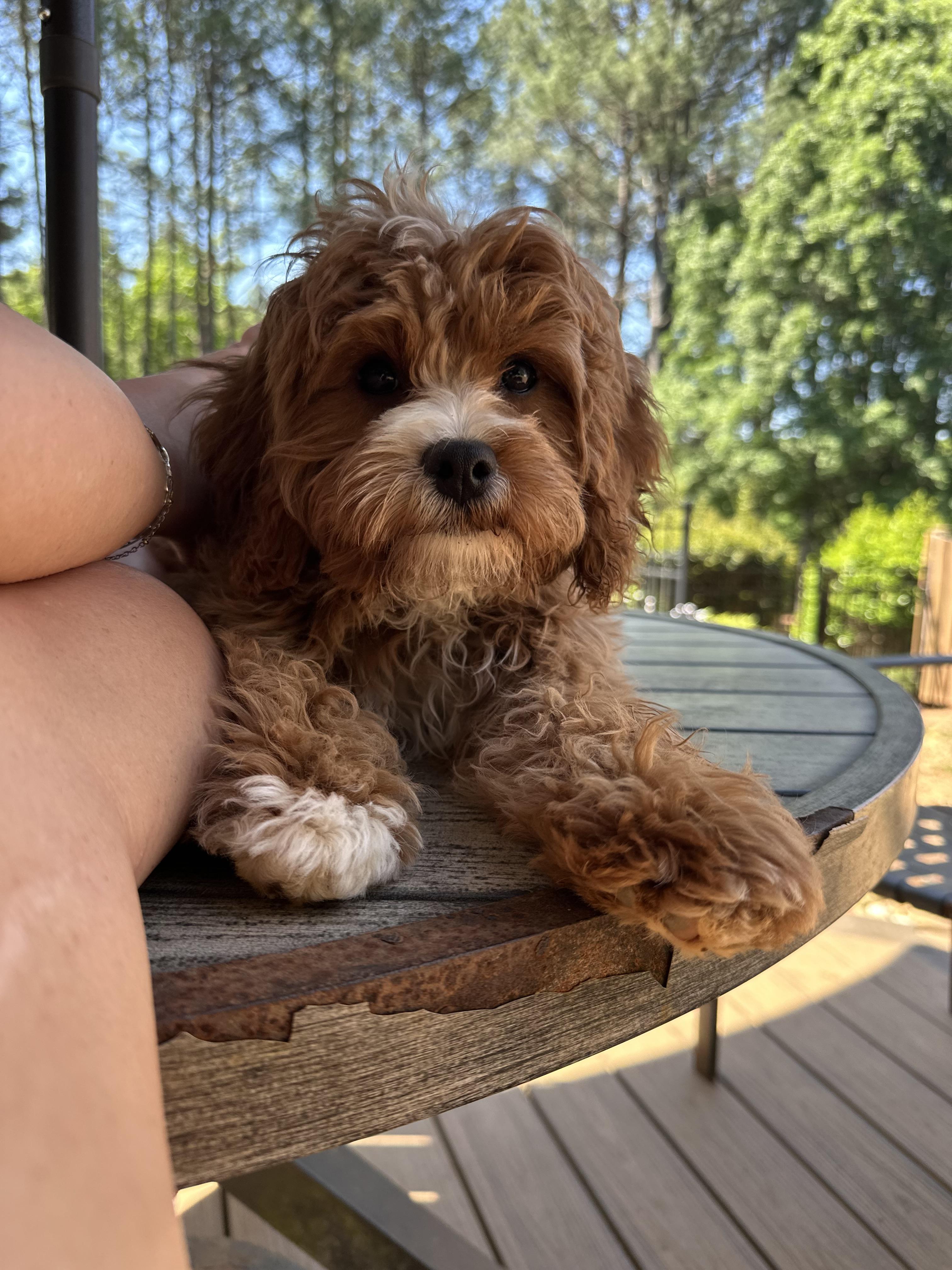 Poppi, an adopted mixed breed in Maiden, NC image 2/2