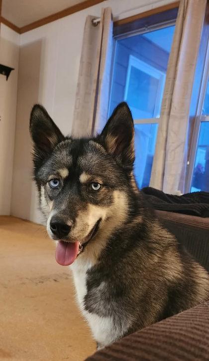 Freya, ADOPTABLE, Adult Female Husky.