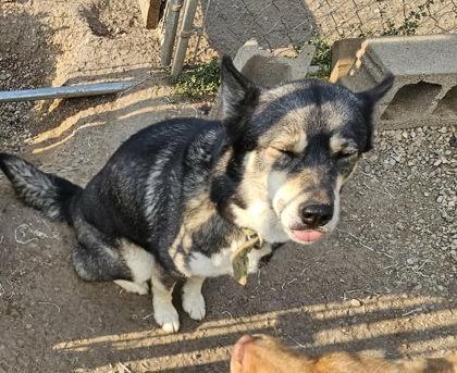 Enlarge Freya, a ADOPTABLE Husky in Hamilton, MT image 2/2
