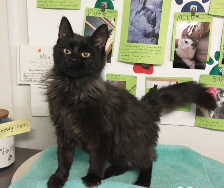Kirby (adoption pending), Adopted, Kitten Male Domestic Long Hair.