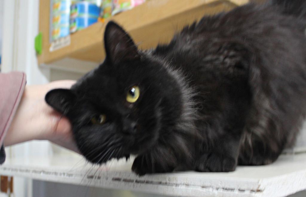 Enlarge Kirby (adoption pending), a Adopted mixed breed in Saint James, MN image 2/5