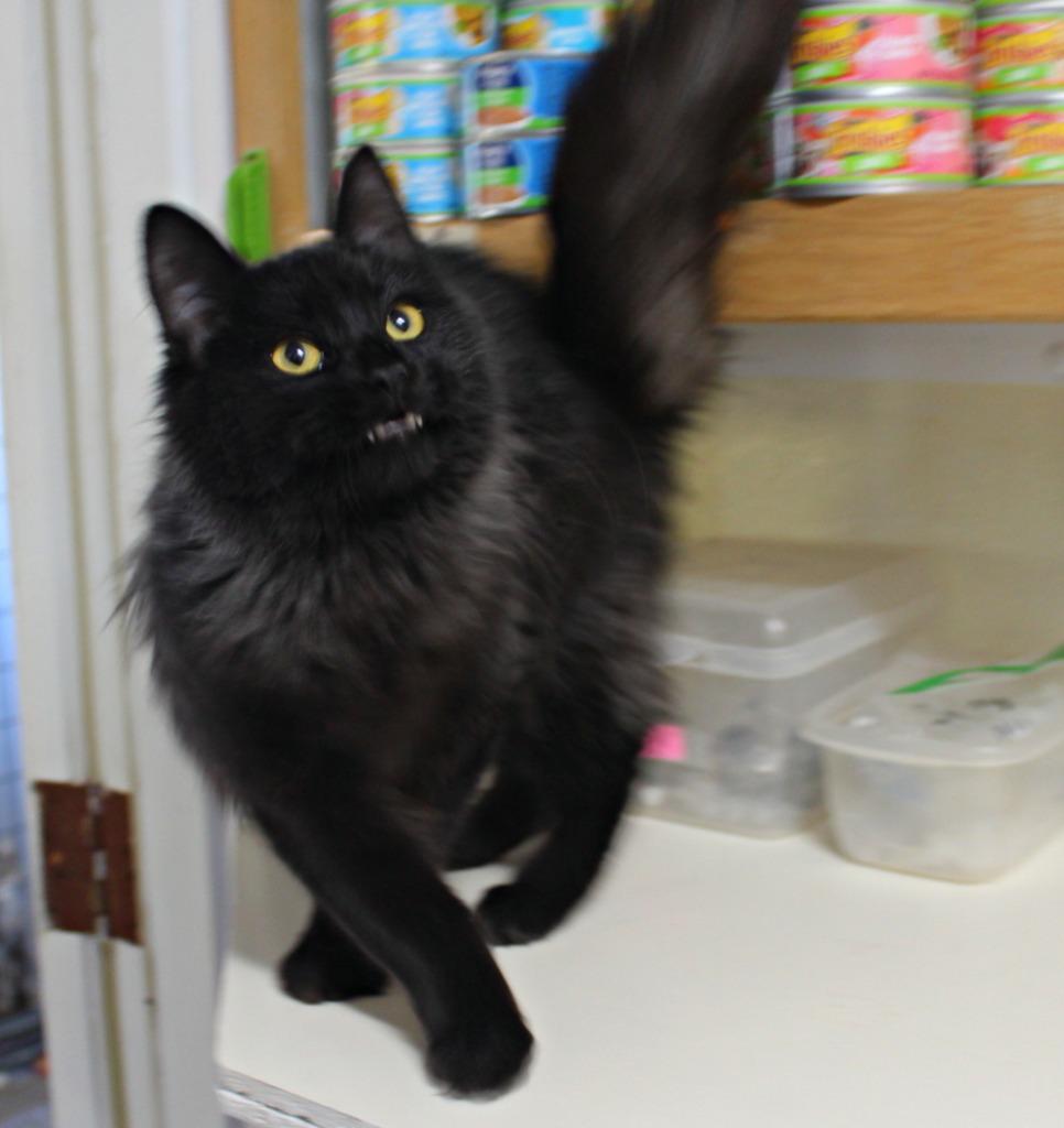 Enlarge Kirby (adoption pending), a Adopted mixed breed in Saint James, MN image 3/5