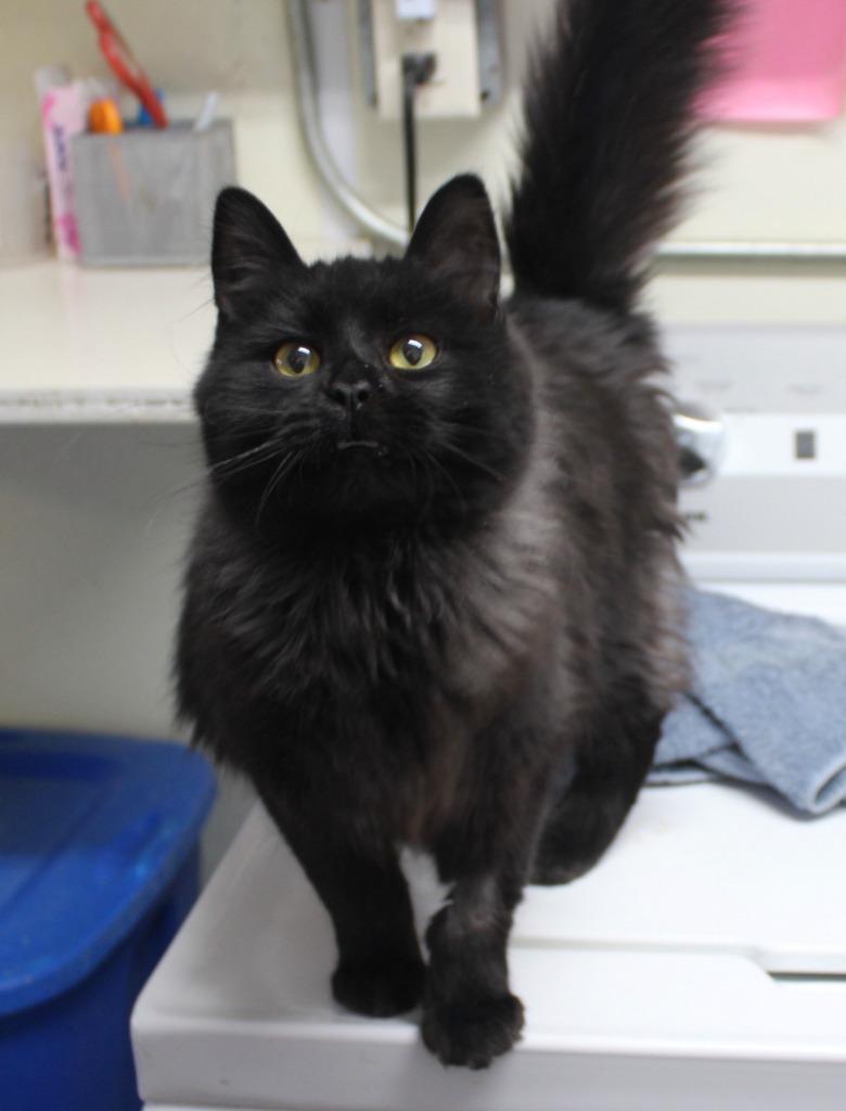 Enlarge Kirby (adoption pending), a Adopted mixed breed in Saint James, MN image 4/5