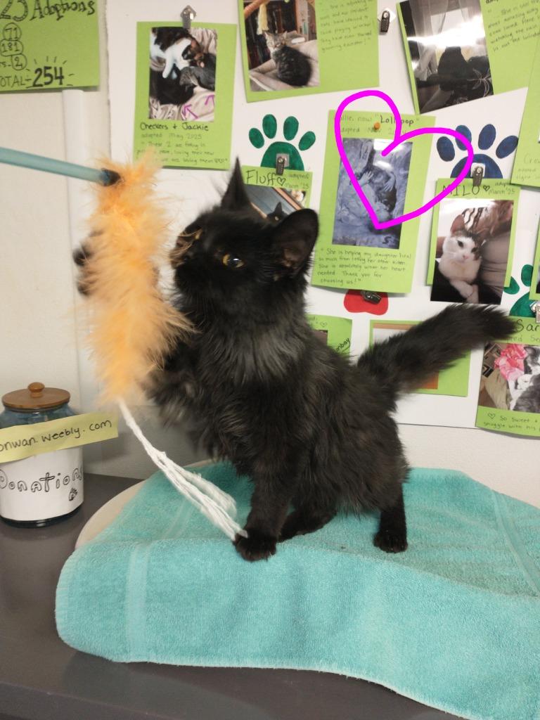 Enlarge Kirby (adoption pending), a Adopted mixed breed in Saint James, MN image 5/5