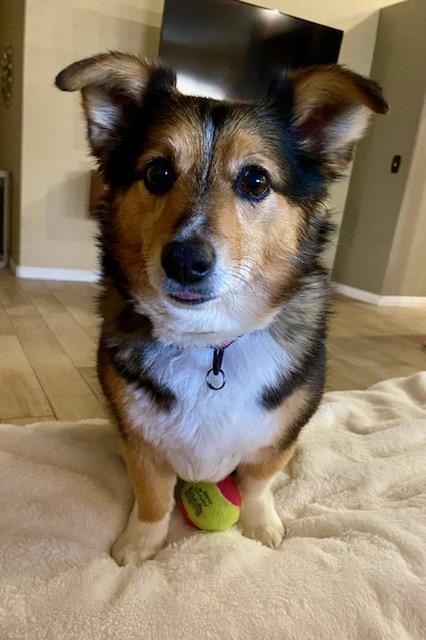 Enlarge Bella Grace, a ADOPTABLE mixed breed in Mesquite, NV image 5/6