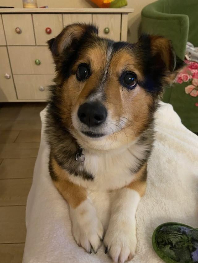 Enlarge Bella Grace, a ADOPTABLE mixed breed in Mesquite, NV image 6/6