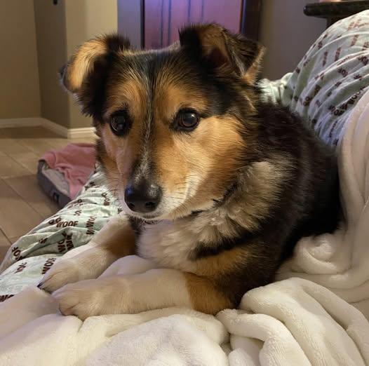 Enlarge Bella Grace, a ADOPTABLE mixed breed in Mesquite, NV image 3/6