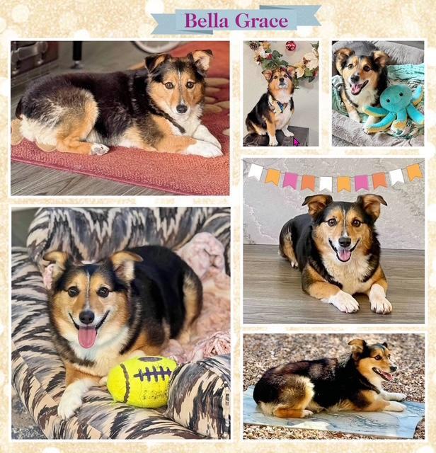Bella Grace, ADOPTABLE, Senior Female Corgi & Pembroke Welsh Corgi.