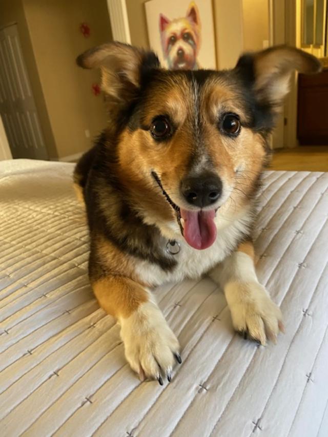 Enlarge Bella Grace, a ADOPTABLE mixed breed in Mesquite, NV image 2/6