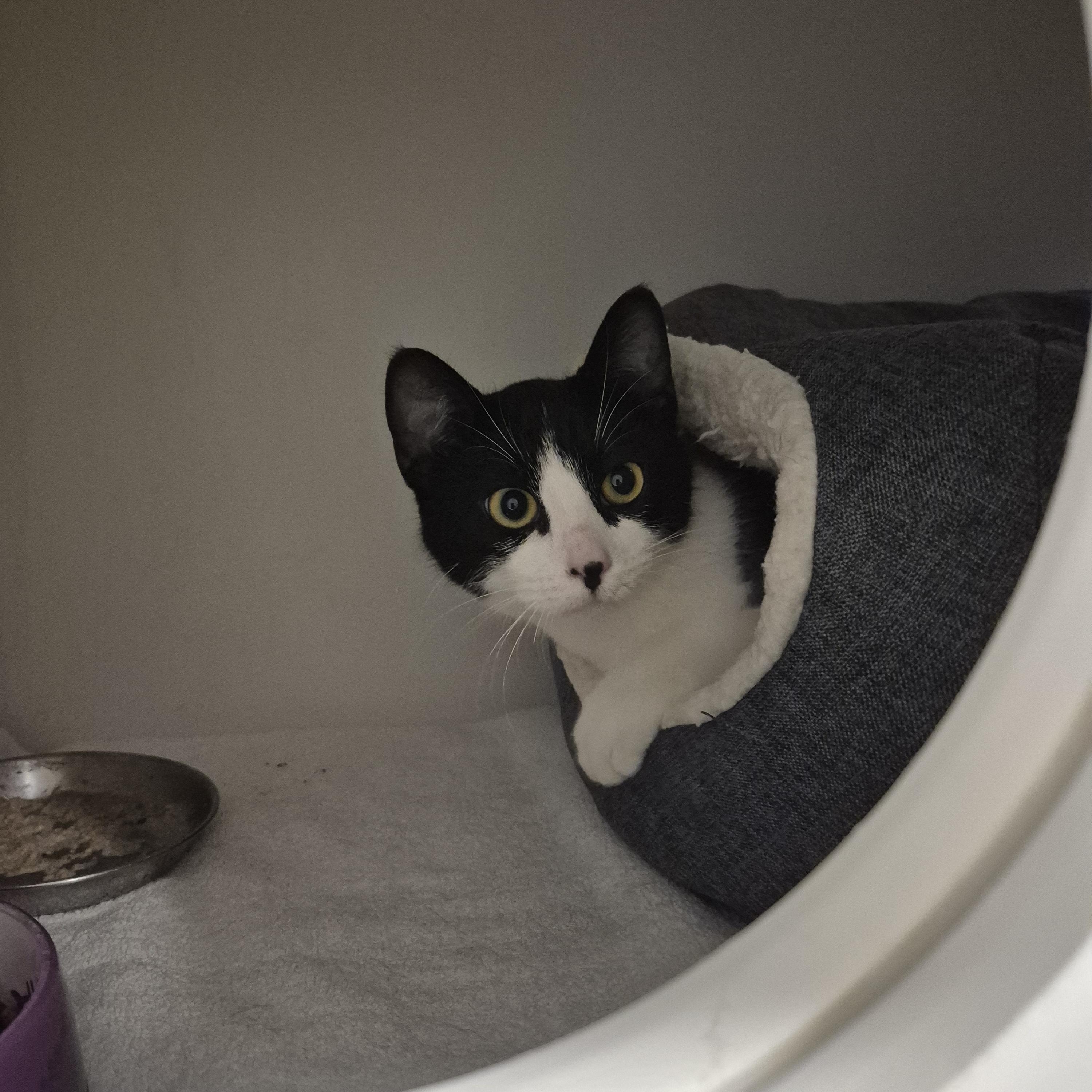 Enlarge Dottie, an adopted Domestic Short Hair in New Westminster, BC image 1/2