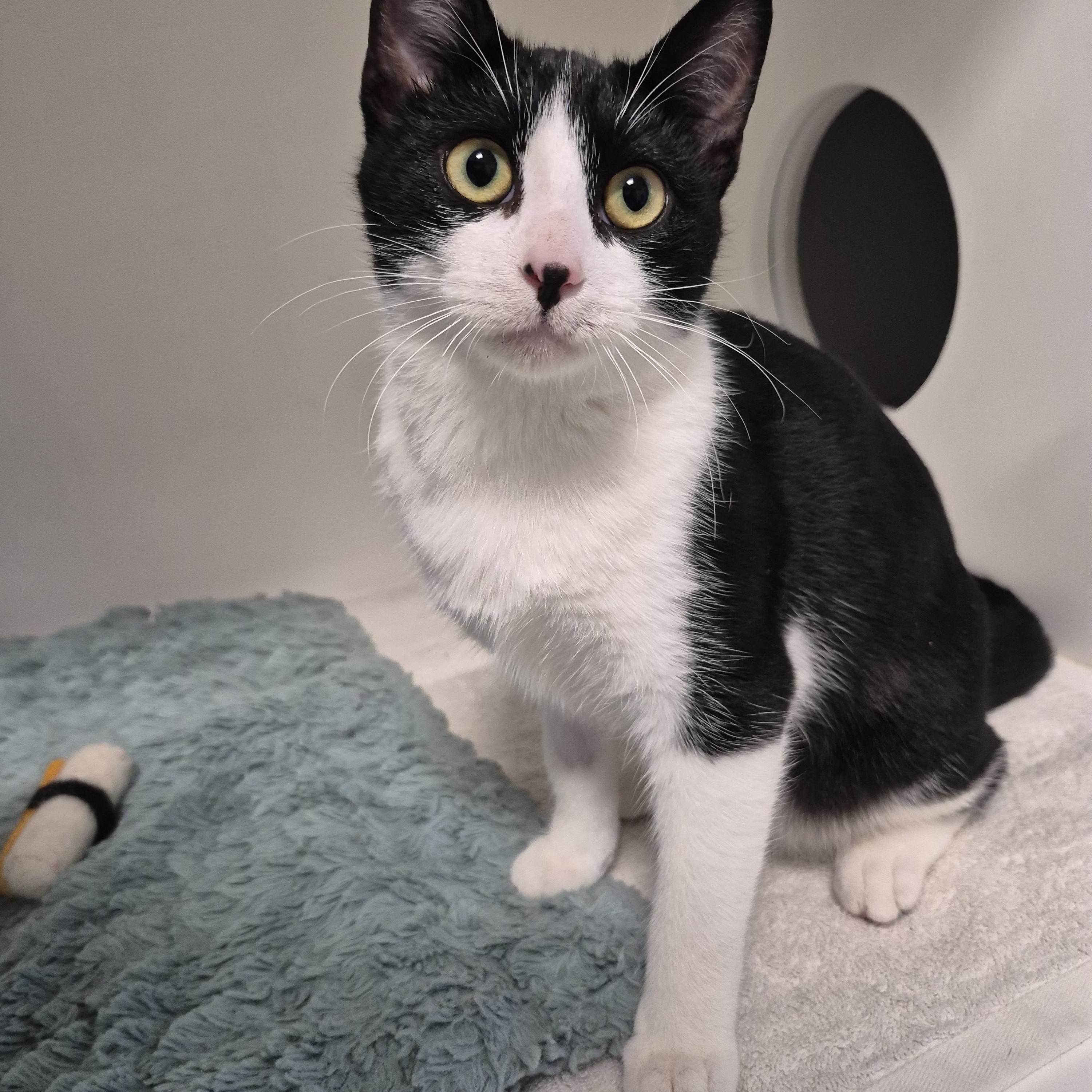 Enlarge Dottie, an adopted Domestic Short Hair in New Westminster, BC image 2/2