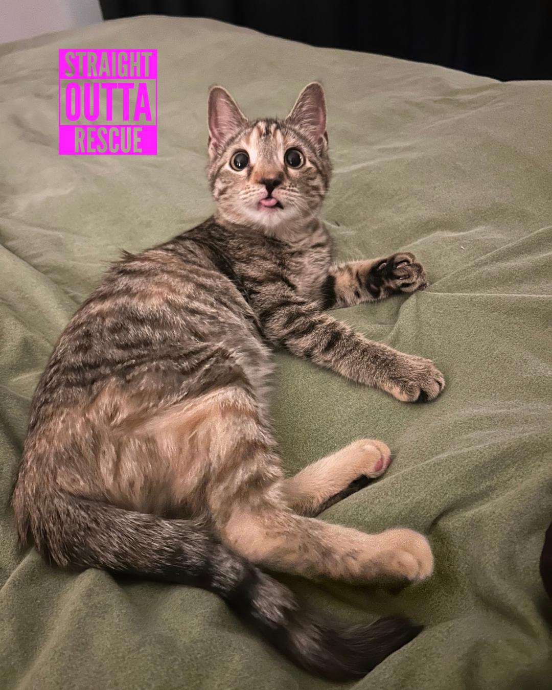 Enlarge Rocket, an adopted Domestic Short Hair in Vancouver, BC image 3/6