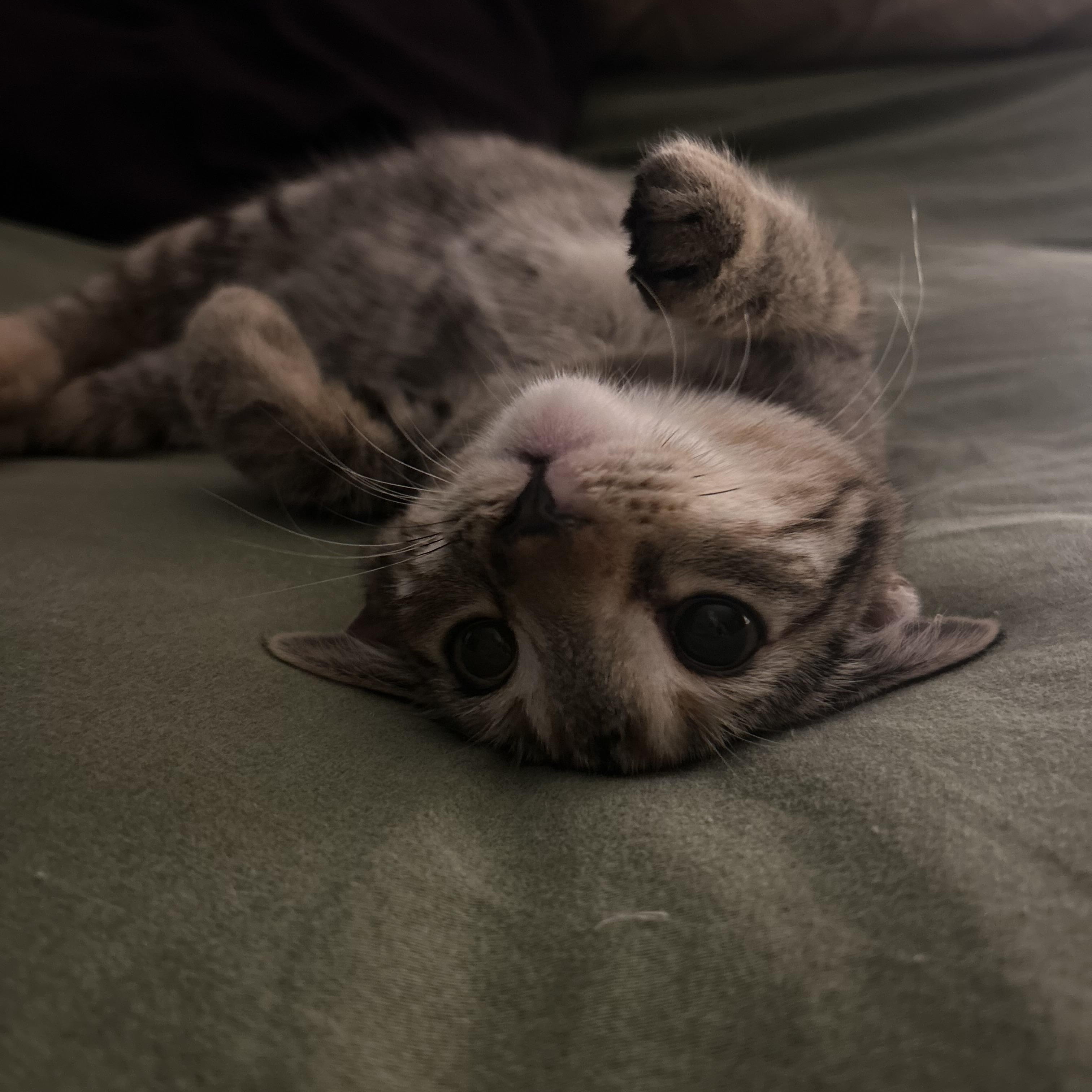 Enlarge Rocket, an adopted Domestic Short Hair in Vancouver, BC image 4/6