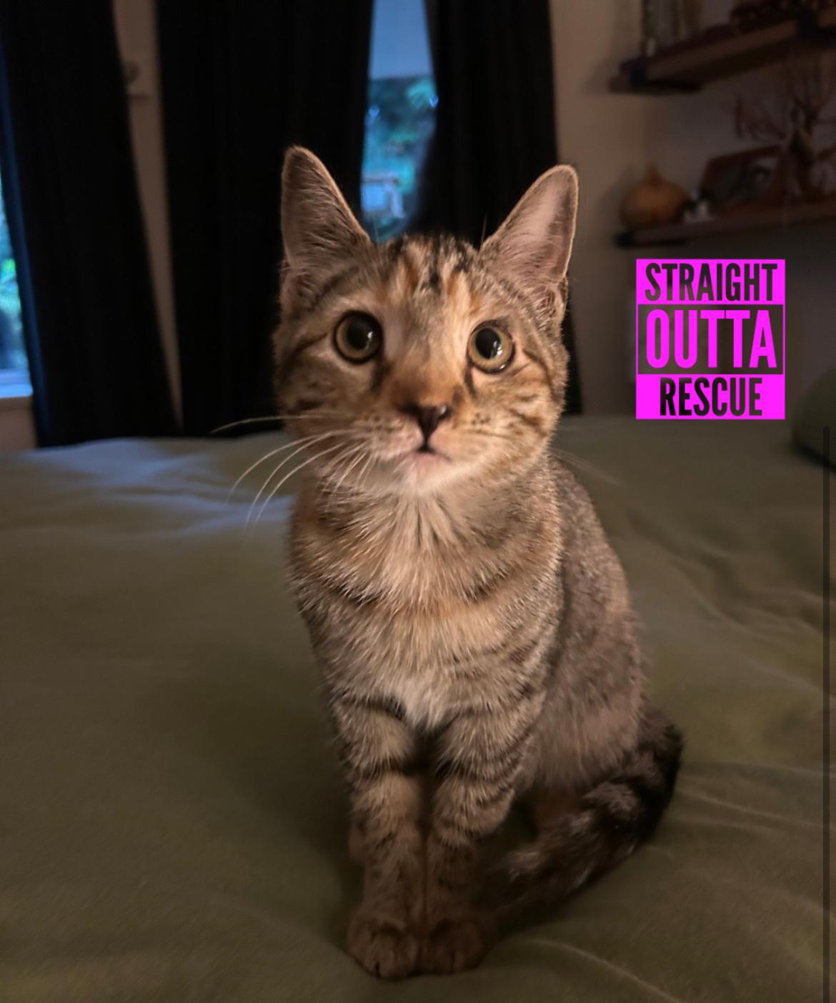 Enlarge Rocket, an adopted Domestic Short Hair in Vancouver, BC image 2/6