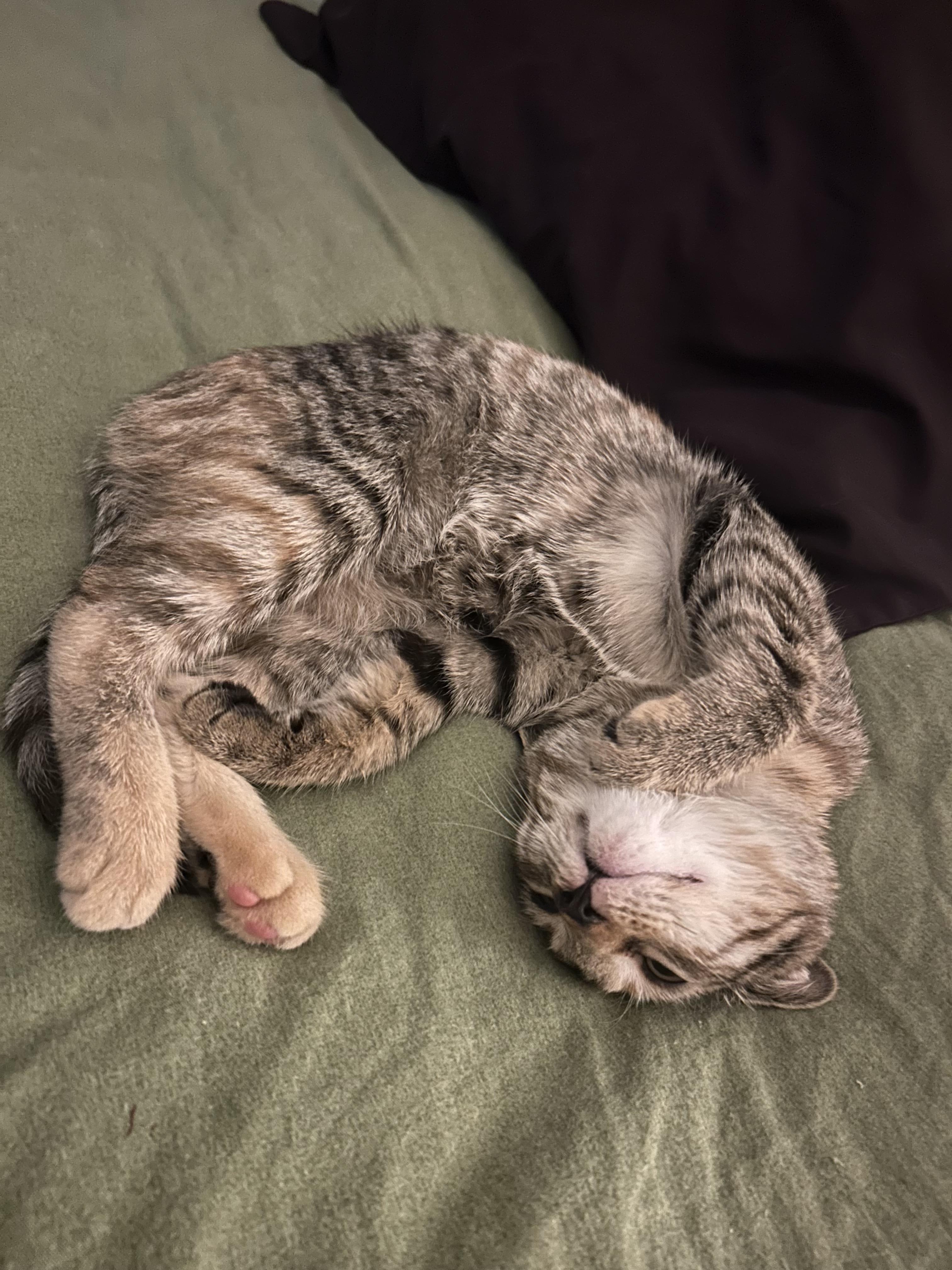 Enlarge Rocket, an adopted Domestic Short Hair in Vancouver, BC image 5/6