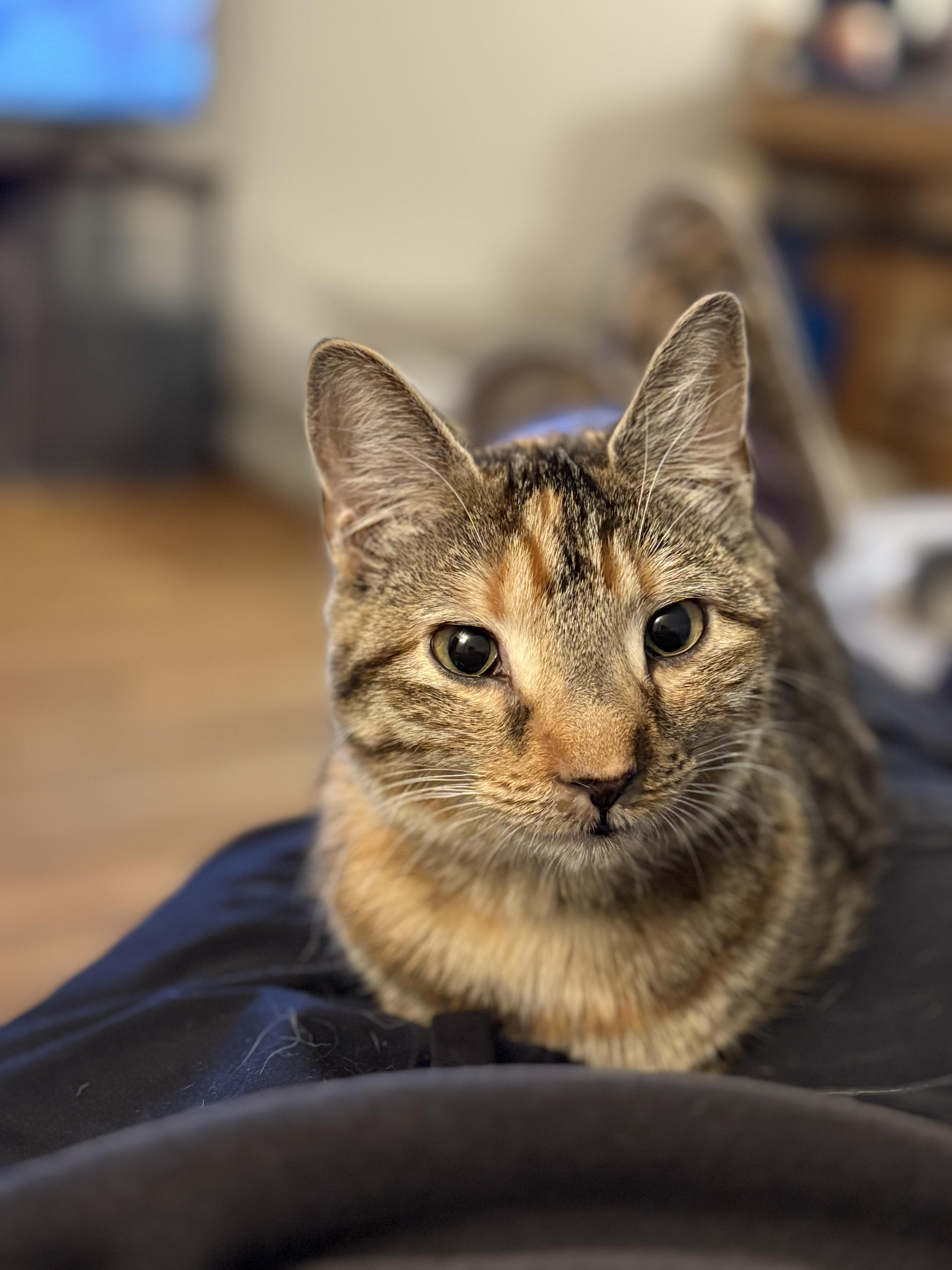 Enlarge Rocket, an adopted Domestic Short Hair in Vancouver, BC image 1/6